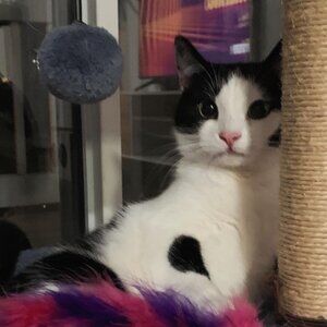 Meet Jay from STUDIODWYJ & Bean (the Cat)!